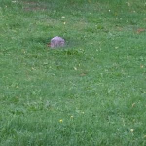 Meet your Posher, Kenneth